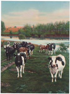 Vintage Calendar Art cows, cattle, livestock, farm life, etc.